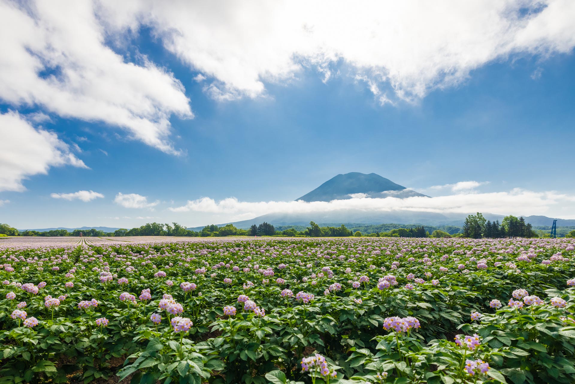 Yotei and Farms