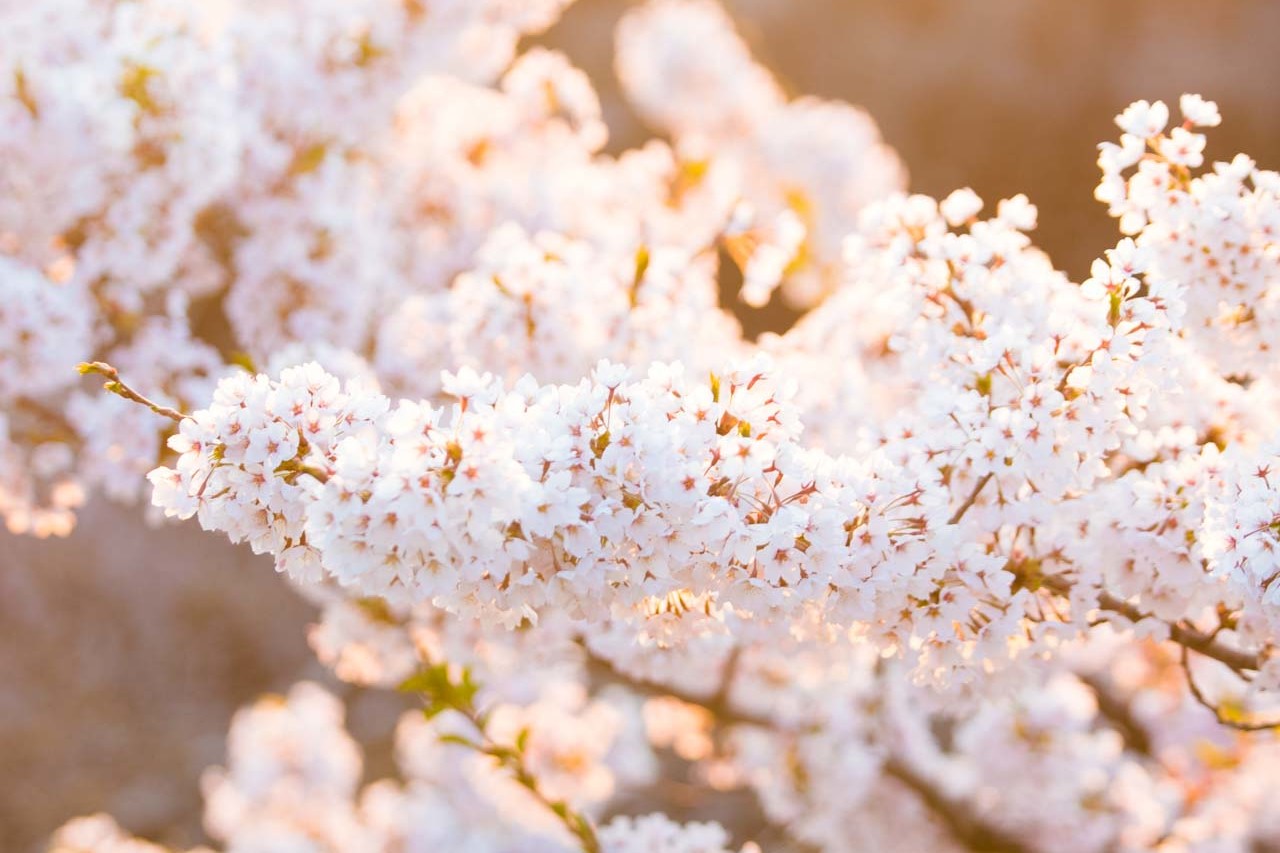 Niseko Cherry Blossoms
