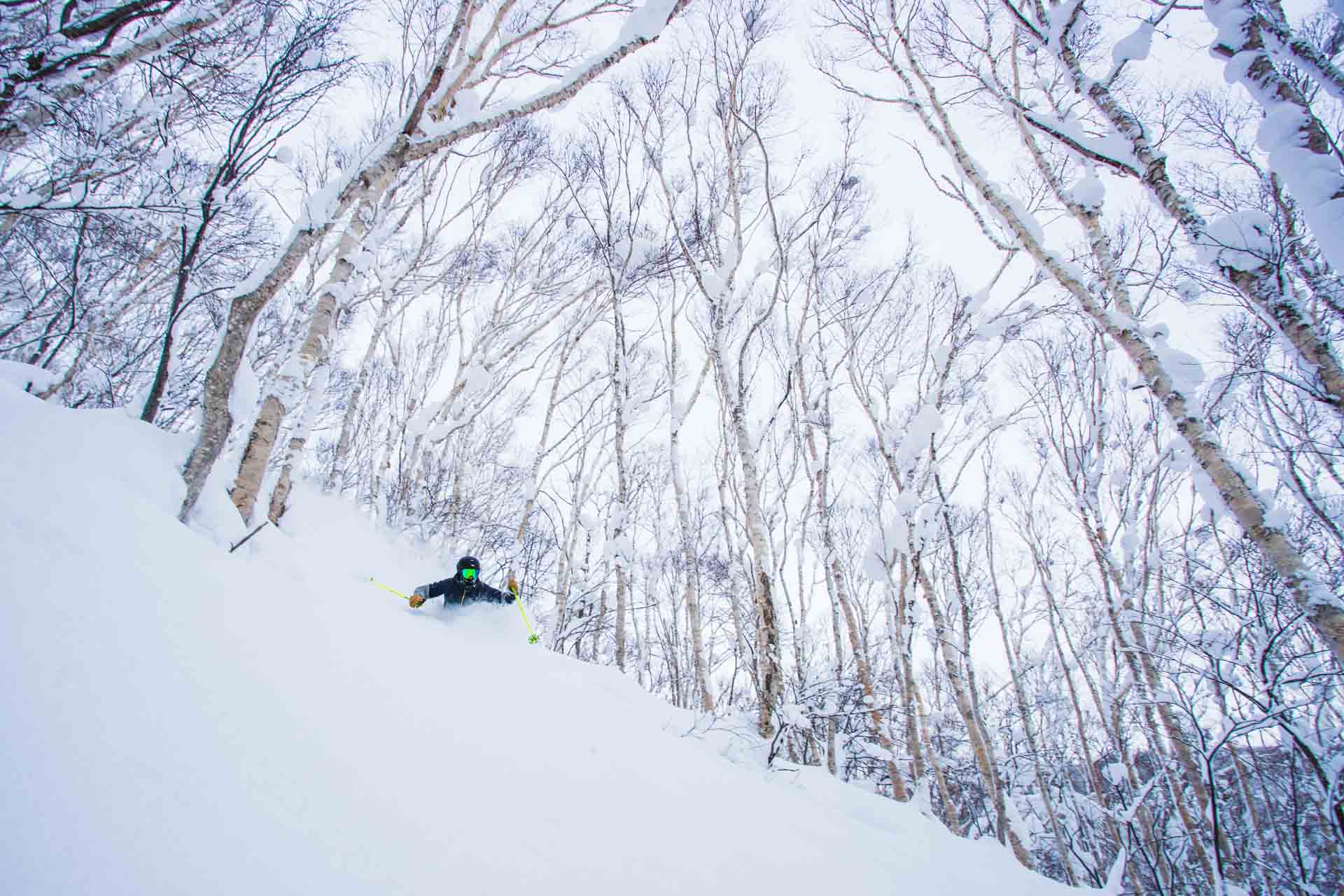 Skiing in the forest of Niseko