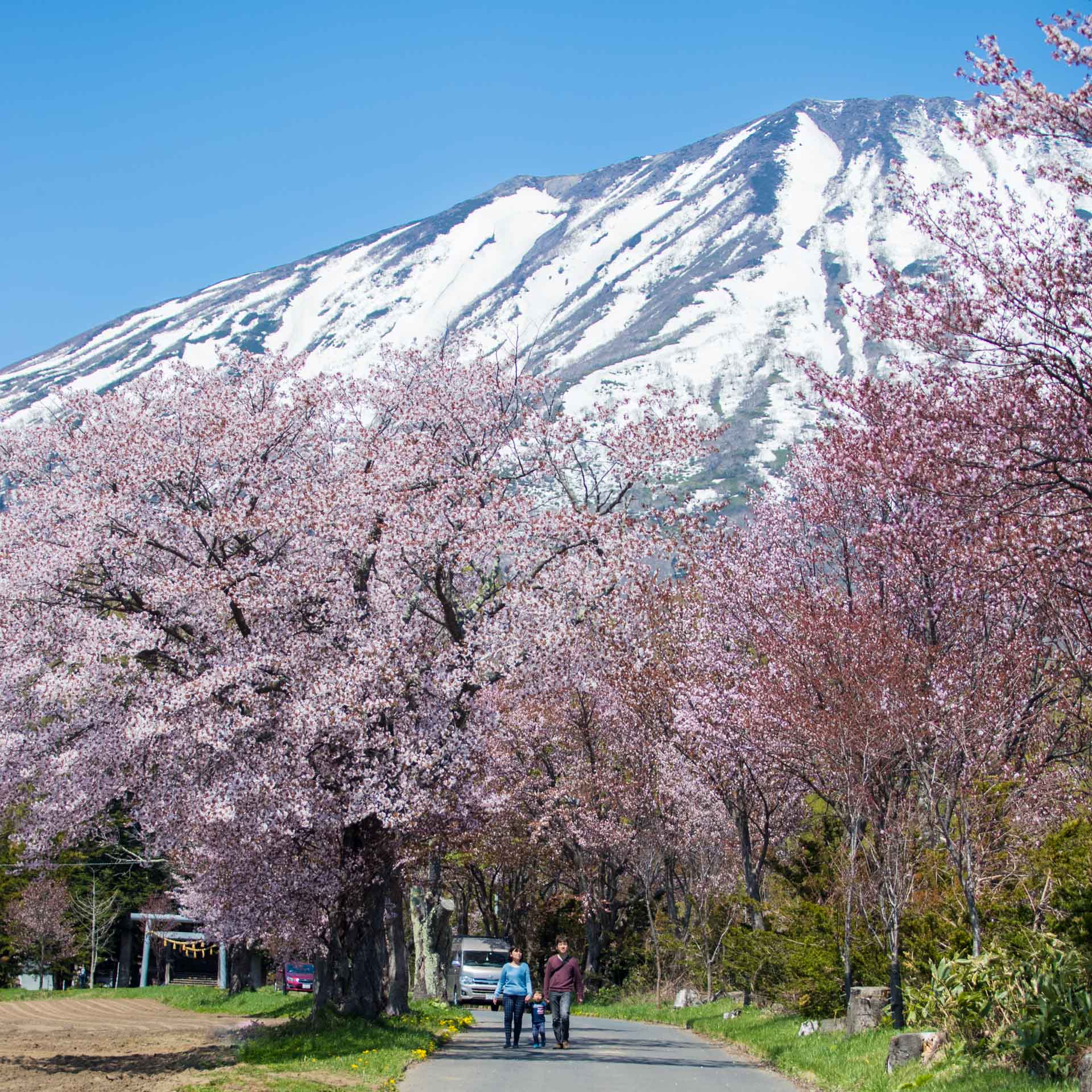 ニセコ桜