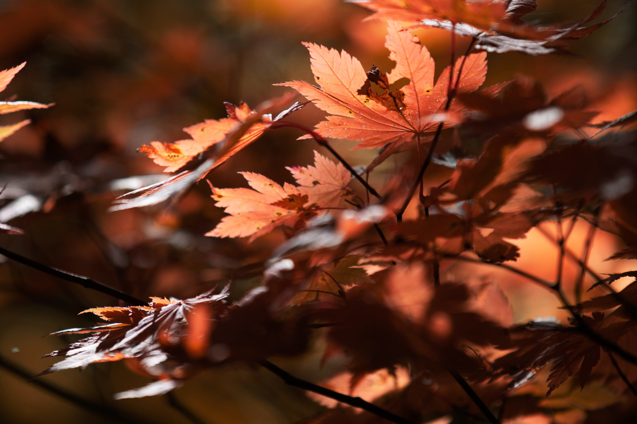 Niseko Autumn Leaves