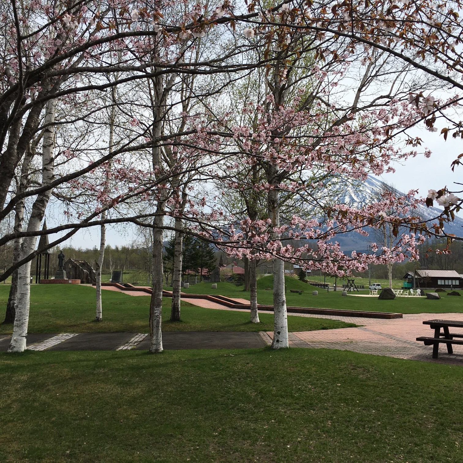 Niseko cherry blossoms in Arishima Memorial Museum