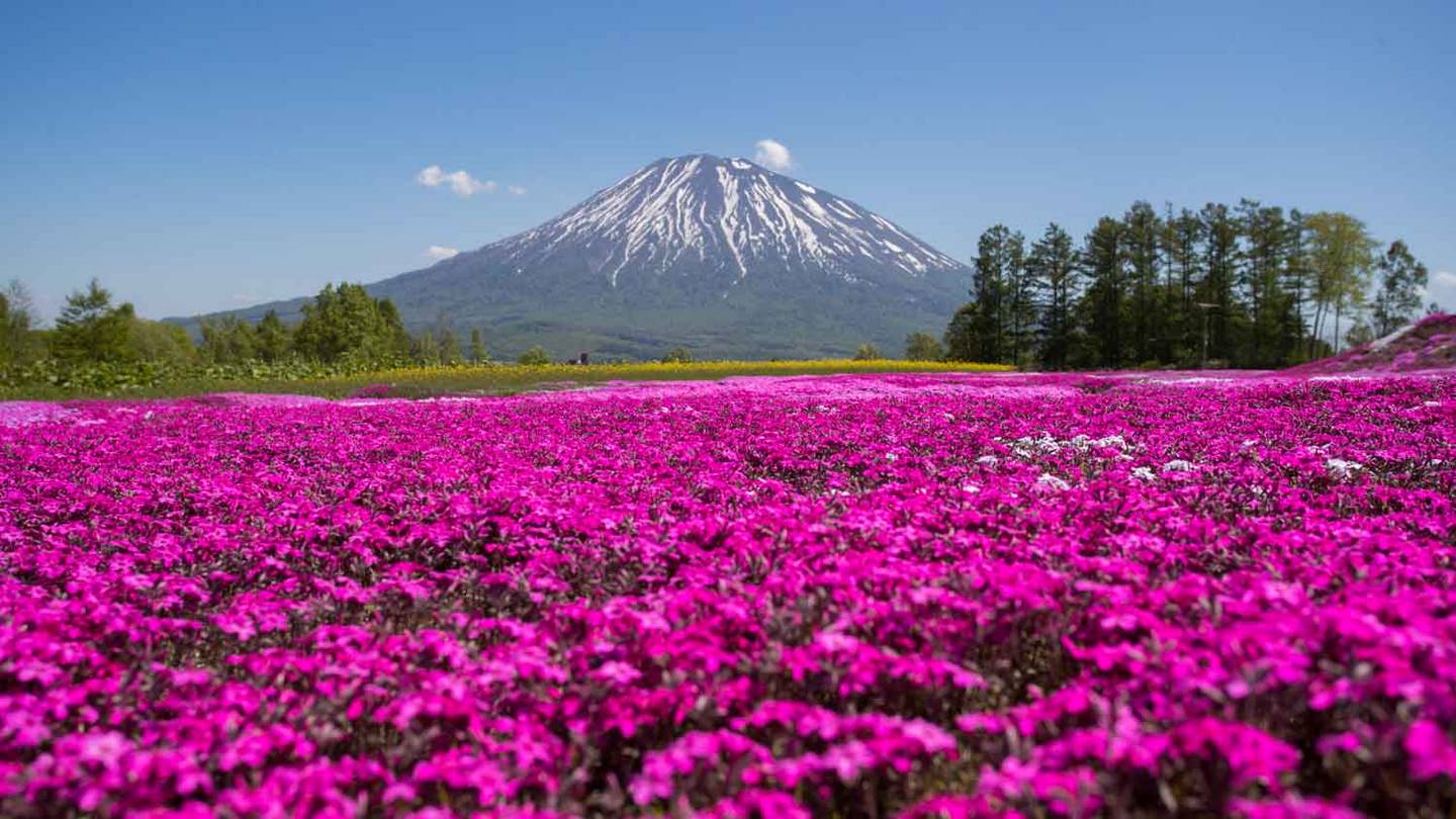 日本が誇る通年型インターナショナルリゾート